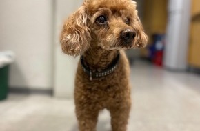 Bundespolizeidirektion Sankt Augustin: BPOL NRW: Betagter Vierbeiner auf Abwegen - Bundespolizist auf dem Weg zum Dienst rettet Hund
