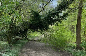 Feuerwehr Detmold: FW-DT: Umgestürzter Baum am Meschesee