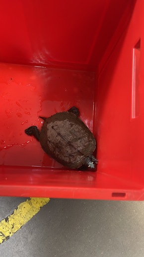 Polizeidirektion Neumünster: POL-NMS: 240809-2-pdnms Wem gehört diese Schildkröte?