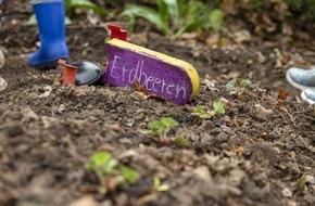 AOK Sachsen-Anhalt: Letzlingen: AOK-Schulgarten-Projekt begeistert Groß und Klein / Abschlussfest in Grundschule Letzlingen