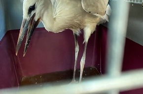 Polizeiinspektion Nienburg / Schaumburg: POL-NI: Verletzten Storch gerettet