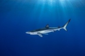 IFAW - International Fund for Animal Welfare: IFAW fordert besseren Schutz für Haie von der EU