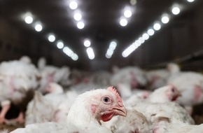 VIER PFOTEN - Stiftung für Tierschutz: Fertiggerichte sind praktisch, schneiden aber schlecht ab
