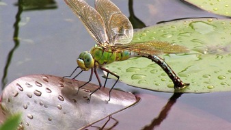 Bibel TV: Die gepflanzte Schöpfung / Deutsche TV-Erstausstrahlung des Kinofilms "Hortus: Natur im Garten" am Mittwoch, 9. August 2017, um 20.15 Uhr bei Bibel TV