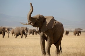 IFAW - International Fund for Animal Welfare: Artenschutzkonferenz: Chance zur schnellen Schließung der nationalen Elfenbeinmärkte verpasst