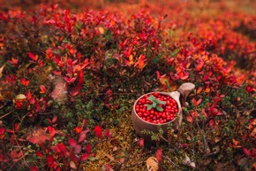 Ruska, Wald und Nordlicht: Warum der finnische Herbst eine Reise wert ist