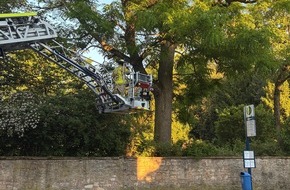 Feuerwehr Weinheim: FW Weinheim: Drei Katzen, zwei Eins&auml;tze. Feuerwehr Weinheim an Pfingsten zu zwei Katzenrettungen alarmiert