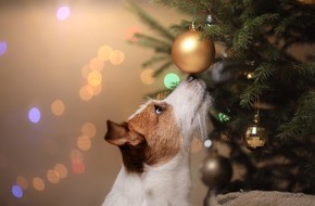 DA Direkt: Haustiere gehören nicht untern Weihnachtsbaum