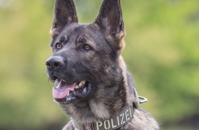 Polizeipräsidium Nordhessen - Kassel: POL-KS: Bei Erblicken mehrerer Streifenwagen gewendet und Unfall verursacht: Diensthund Maverick stellt flüchtenden 24-Jährigen