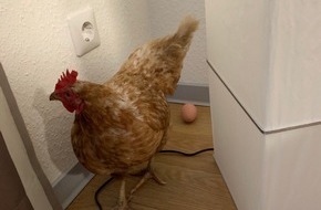 Polizei Bochum: POL-BO: Herne / Einfach tierisch! - Huhn begeht Hausfriedensbruch und legt ein Ei