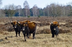 Deutsche Bundesstiftung Umwelt (DBU): Heckrinder auf der DBU-Naturerbefläche Oranienbaumer Heide beim Spaziergang beobachten