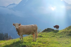 Schweizer Tierschutz STS: Medienmitteilung: «Schein-Idylle» stoppen – Fleischwerbung nur noch für Produkte von Tierwohlprogrammen
