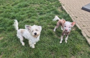 Polizei Wolfsburg: POL-WOB: Hunde ausgesetzt - Polizei sucht Zeugen