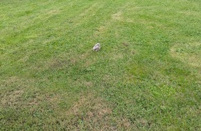 Freiwillige Feuerwehr Lage: FW Lage: Tierrettung - Turmfalkenküken aus dem Nest gefallen - 15.06.2025
