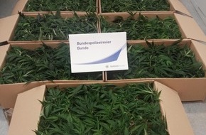 Bundespolizeiinspektion Bad Bentheim: BPOL-BadBentheim: Bundespolizei beschlagnahmt 921 Hanfpflanzen auf der Autobahn 31