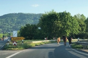 Polizeiinspektion Nienburg / Schaumburg: POL-NI: Rinteln - Pferde auf Abwegen