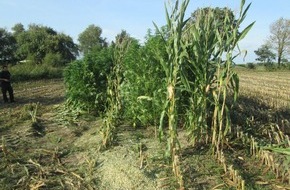 Polizeiinspektion Wilhelmshaven/Friesland: POL-WHV: Unerlaubter Anbau von Betäubungsmitteln - Landwirt findet Cannabispflanzen im Maisfeld in Schortens