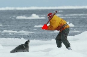 IFAW - International Fund for Animal Welfare: Robbenjagd beginnt in Kanada