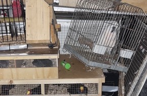 Bundespolizeiinspektion Bad Bentheim: BPOL-BadBentheim: Bundespolizei stoppt Tiertransport an der Grenze