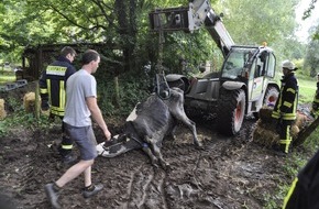 Freiwillige Feuerwehr Bedburg-Hau: FW-KLE: Aufwendige Tierrettung: Kuh aus Graben gerettet
