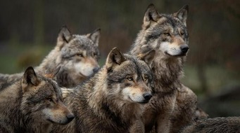 LID Pressecorner: Beim Wolf braucht es Nägel mit Köpfen