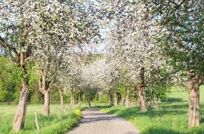 Deutsche Bundesstiftung Umwelt (DBU): DBU: Kirschanbau - Humboldt-Uni erprobt natürlichen Pflanzeninhaltsstoff Auxin als Schutz gegen Bakterienbrand