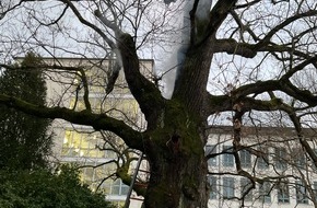 Feuerwehr und Rettungsdienst Bonn: FW-BN: Brennender Baum beschäftigt die Feuerwehr am Samstagnachmittag
