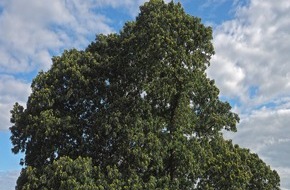 Bund deutscher Baumschulen (BdB) e.V.: Die Ess-Kastanie ist Baum des Jahres 2018