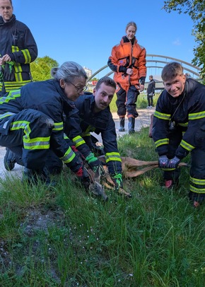FW-DO: Feuerwehr rettet jungen Rehbock aus dem Kanal