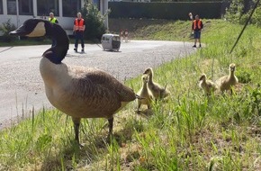 Feuerwehr Bochum: FW-BO: Gänsefamilie auf der A 40 - Feuerwehr bringt Tiere in Sicherheit