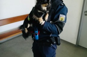 Bundespolizeiinspektion Trier: BPOL-TR: Herrchen hilflos -
Chihuahuadame kommt bei Bundespolizei unter