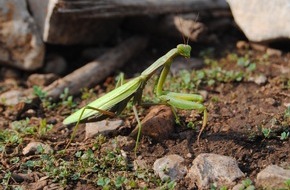 Hessisches Landesamt für Naturschutz, Umwelt und Geologie: Neustart des Sommers in Hessen – Gottesanbeterin liebt es trocken und warm