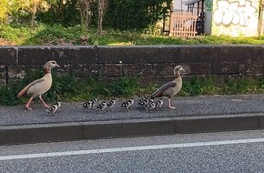 Polizeidirektion Pirmasens: POL-PDPS: Die abenteuerliche Reise der Familie Nilgans