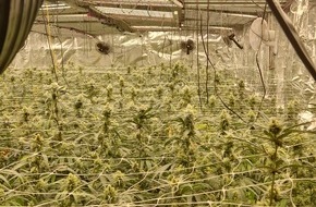 Polizeiinspektion Emsland/Grafschaft Bentheim: POL-EL: Fresenburg - Polizei entdeckt professionelle Cannabisplantage mit rund 1.900 Pflanzen