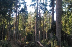 Deutsche Bundesstiftung Umwelt (DBU): DBU: Sperrung der DBU-Naturerbefläche Hartmannsdorfer Forst