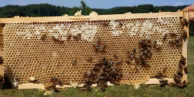 Universität Hohenheim: Bienensterben: Spezielle Zucker verantwortlich für Waldtrachtkrankheit