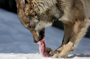 3sat: Hier sind viele wilde Tiere zahm: 3sat zeigt Doku über Wildpark