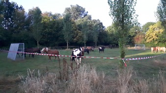 Polizeidirektion Hannover: POL-H: Bothfeld: Rund 40 Pferde entlaufen