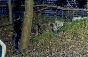 Polizeiinspektion Cuxhaven: POL-CUX: Verkehrsunfall mit Wolf auf der BAB27 - Hoher Sachschaden - Tier nach R&uuml;cksprache mit Amts&auml;rztin des Veterin&auml;ramts des Landkreies Cuxhaven durch Jagdp&auml;chter erlegt (Foto im Anhang)