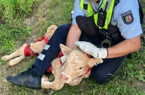 Polizei Dortmund: POL-DO: Ein Kalb auf der A44: Autobahnpolizei nimmt Tier im Streifenwagen mit