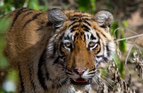 ZDF: Tiger durch gewagtes Experiment vor dem Aussterben gerettet /  ZDF-Umweltdoku "planet e." auf Spurensuche in Indien (BILD)