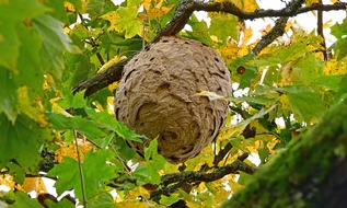 Hessisches Landesamt für Naturschutz, Umwelt und Geologie: Asiatische Hornisse breitet sich weiter in Hessen aus