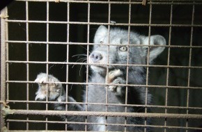 ProTier -  Stiftung für Tierschutz und Ethik: Stopp Pelz! Ein Aufruf von ProTier zum Welttierschutztag am 4. Oktober 2013 (BILD)
