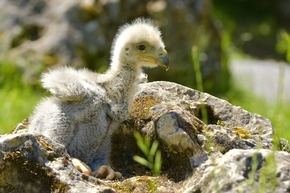 Tierischer Nachwuchs in Tripsdrill