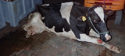 SOKO Tierschutz e.V.: SOKO Tierschutz deckt kriminelles Netzwerk in Fleischbranche auf / Profit und systematische Tierquälerei mit kranken Milchkühen / Zwei Schlachthöfe geschlossen