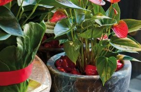 Blumenbüro: Feurige Exotik: Die Anthurie ist der Liebling des Monats Dezember (mit Bild)