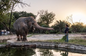 VIER PFOTEN - Stiftung für Tierschutz: Pakistans letzter Asiatischer Elefant zieht Ende November nach Kambodscha
