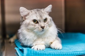 Gesellschaft Schweizer Tierärztinnen und Tierärzte (GST): Communiqué de presse: Les vétérinaires demandent une obligation de puçage pour les chats