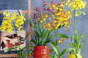 Blumenbüro: Oncidium Orchidee ist Zimmerpflanze des Monats August / "Tanzende Prinzessin": Oncidium verzaubert Wohnräume (BILD)