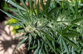 Apothekerkammer Nordrhein: Entgegenahme von "Dr. Ansay"-Rezepten ist f&uuml;r Apotheken rechtswidrig